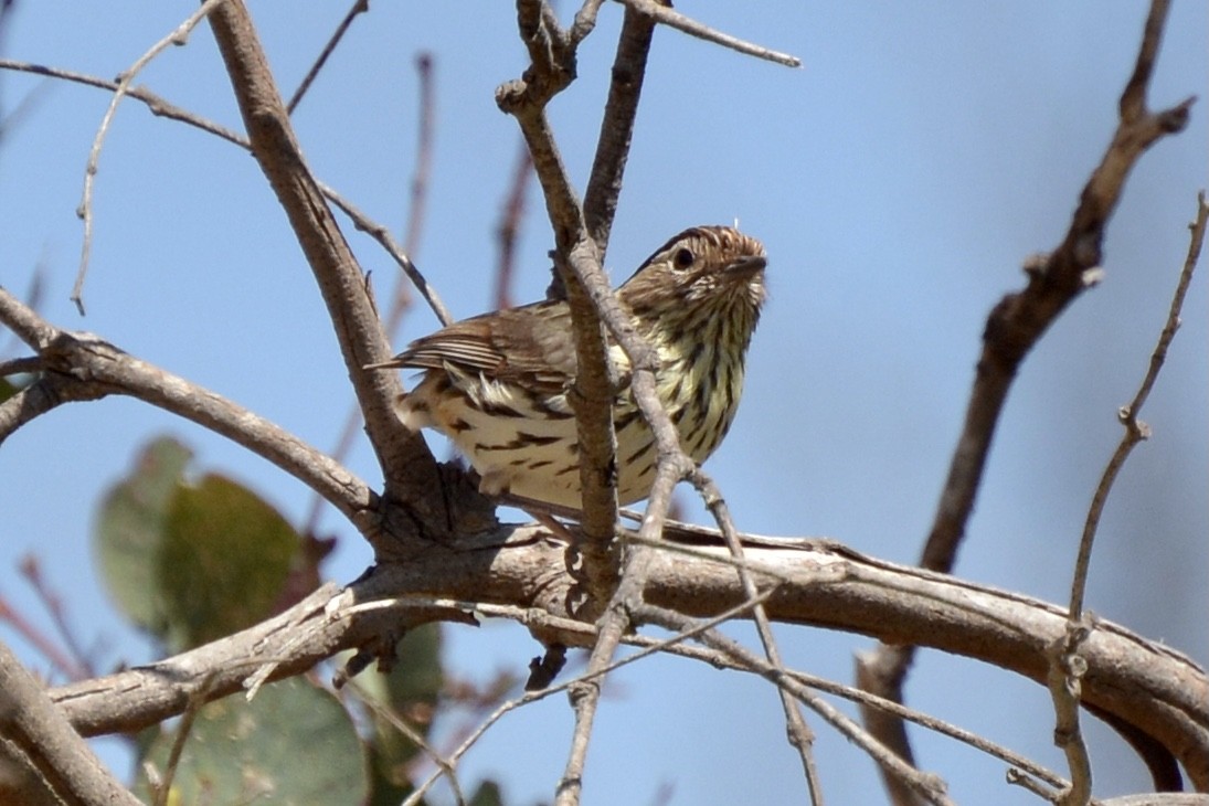 Speckled Warbler - ML268395491