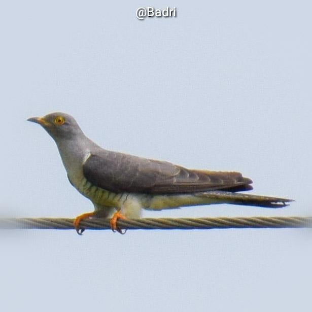 Common Cuckoo - ML268396111
