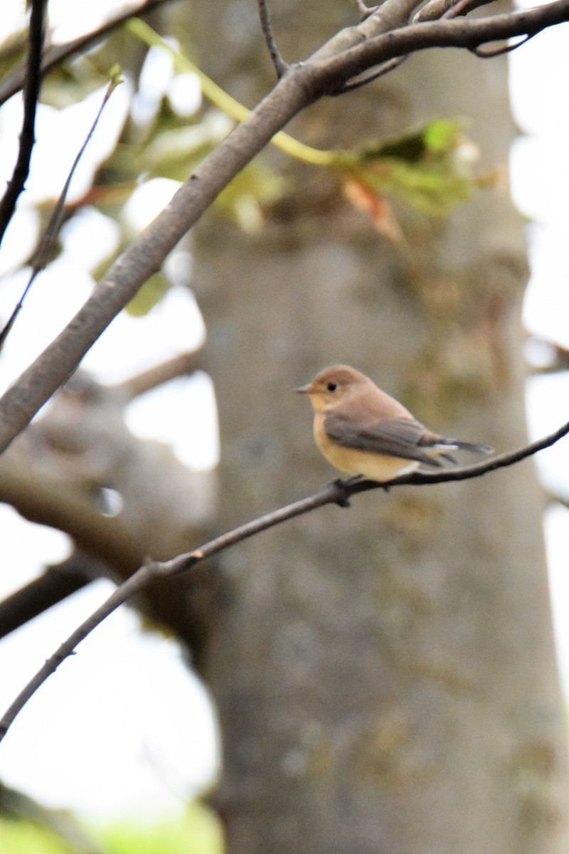 Red-breasted Flycatcher - Jens De Bruycker