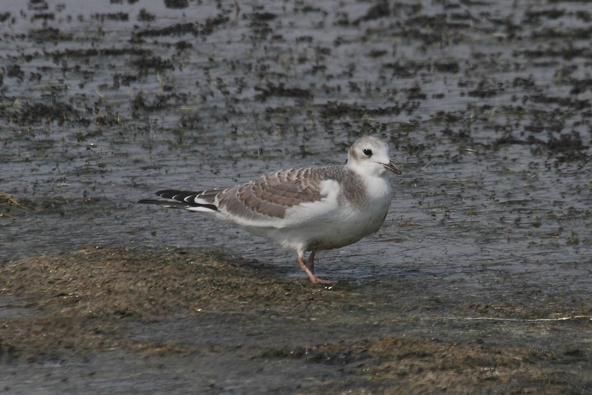 Sabine's Gull - Rob Lowry