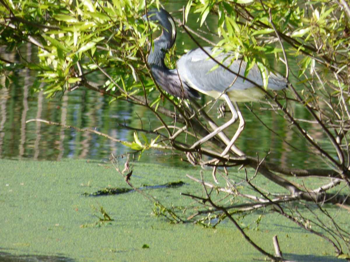 Tricolored Heron - Kathy Greider