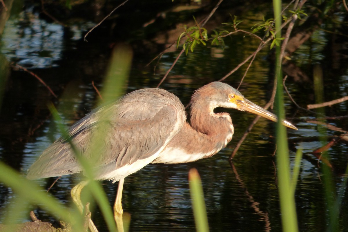 Tricolored Heron - ML26839651