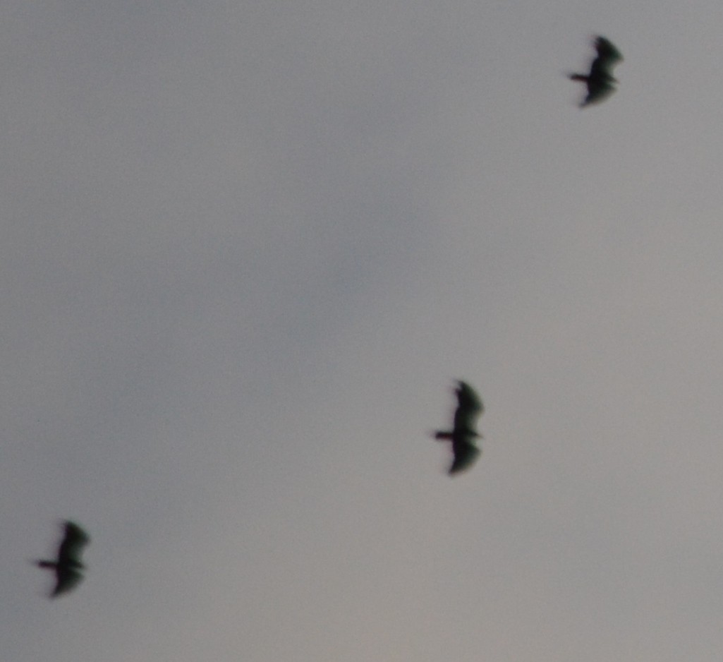 Turkey Vulture - ML26839671