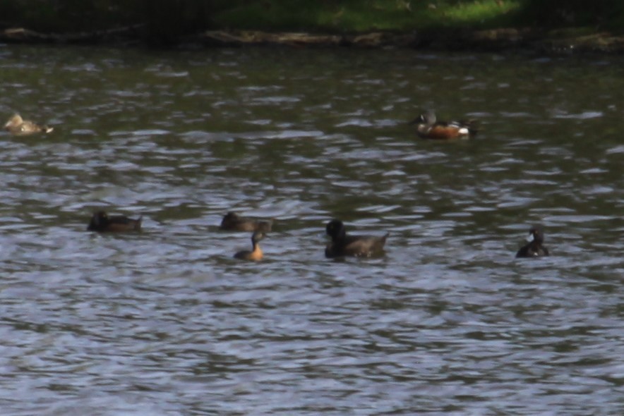 New Zealand Grebe - ML268397731