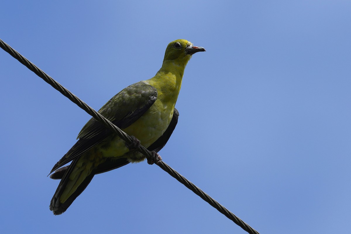 Whistling Green-Pigeon - ML268397961