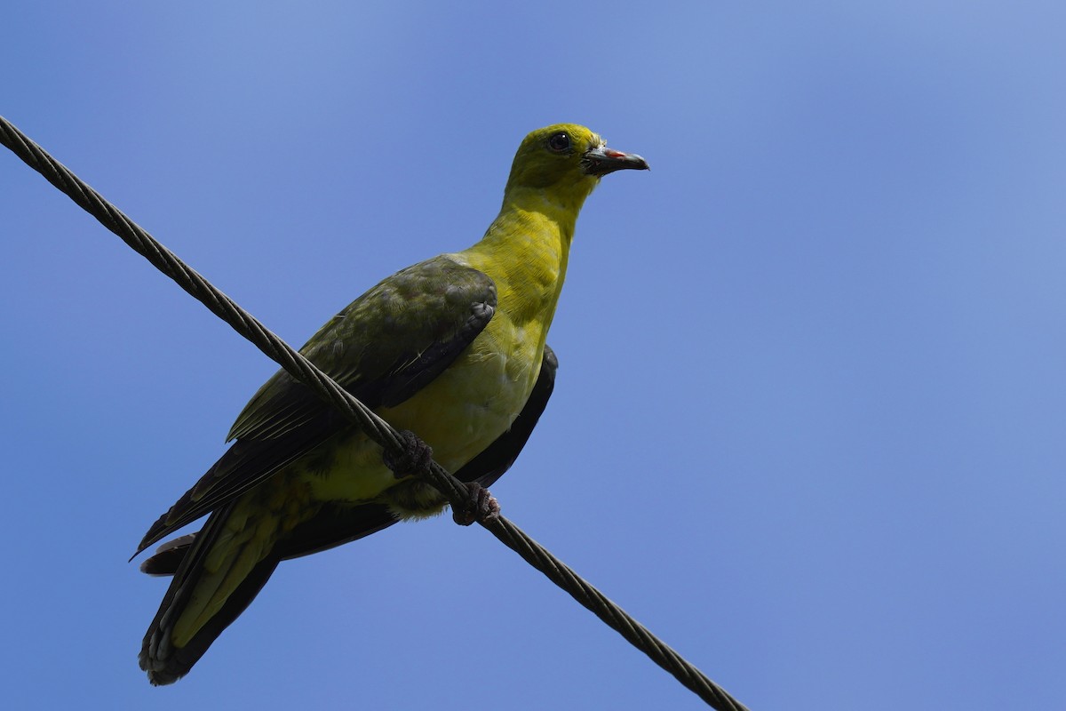 Whistling Green-Pigeon - ML268397981