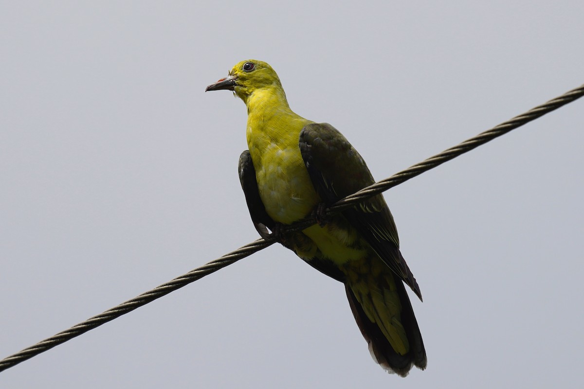 Whistling Green-Pigeon - ML268398001