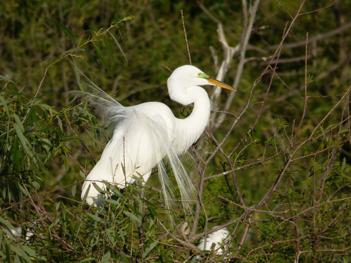 Great Egret - ML26839811