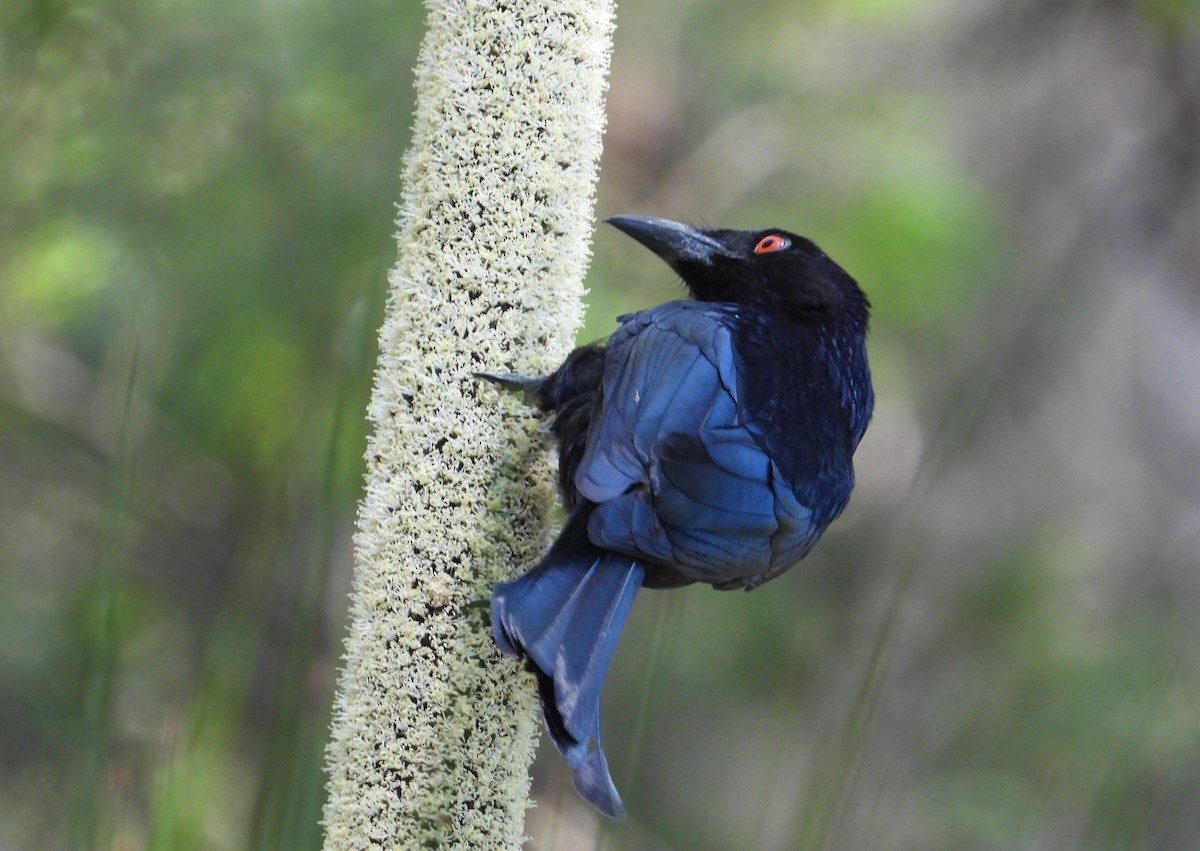 Spangled Drongo - ML268399051