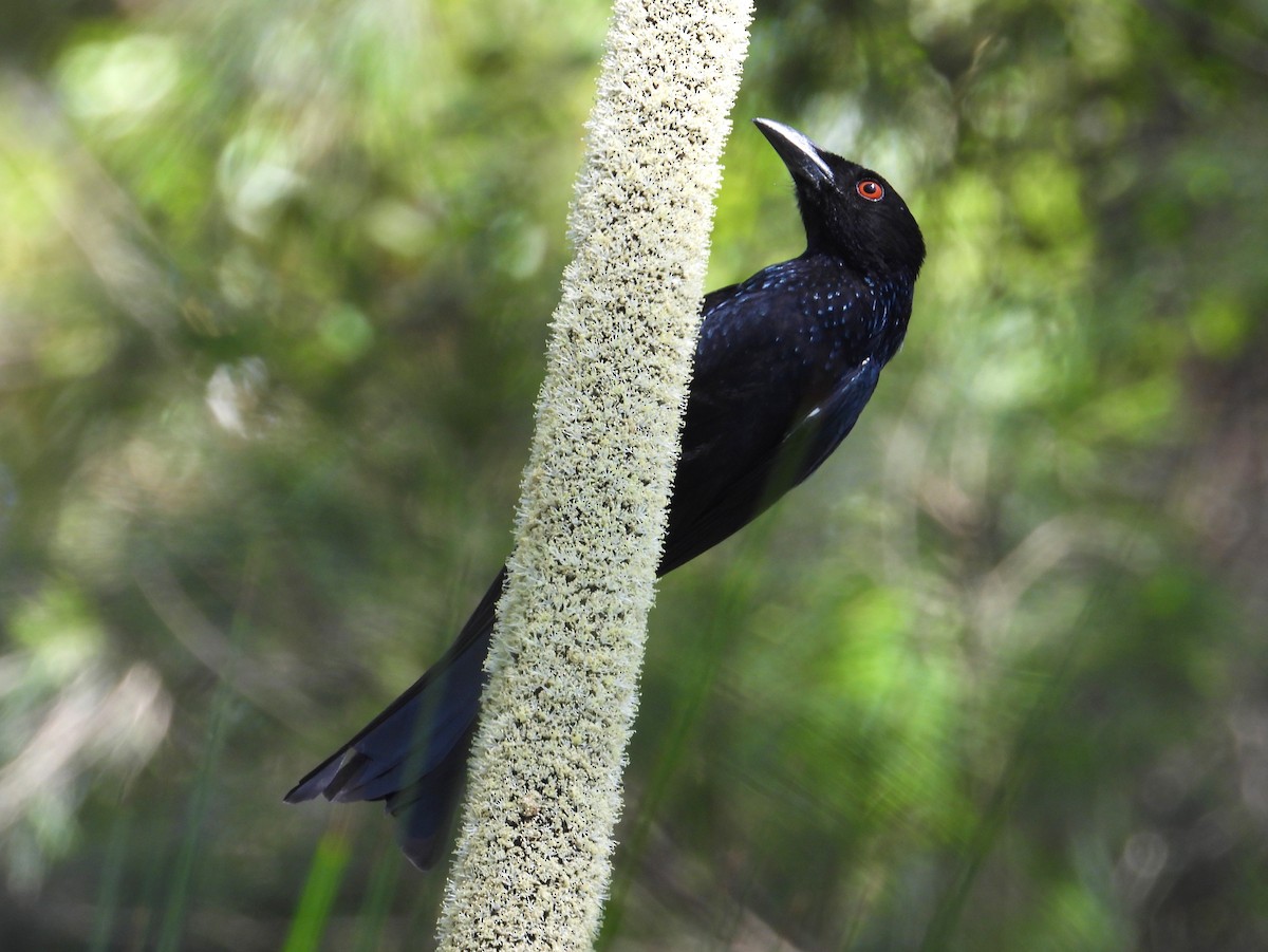 Spangled Drongo - ML268399921