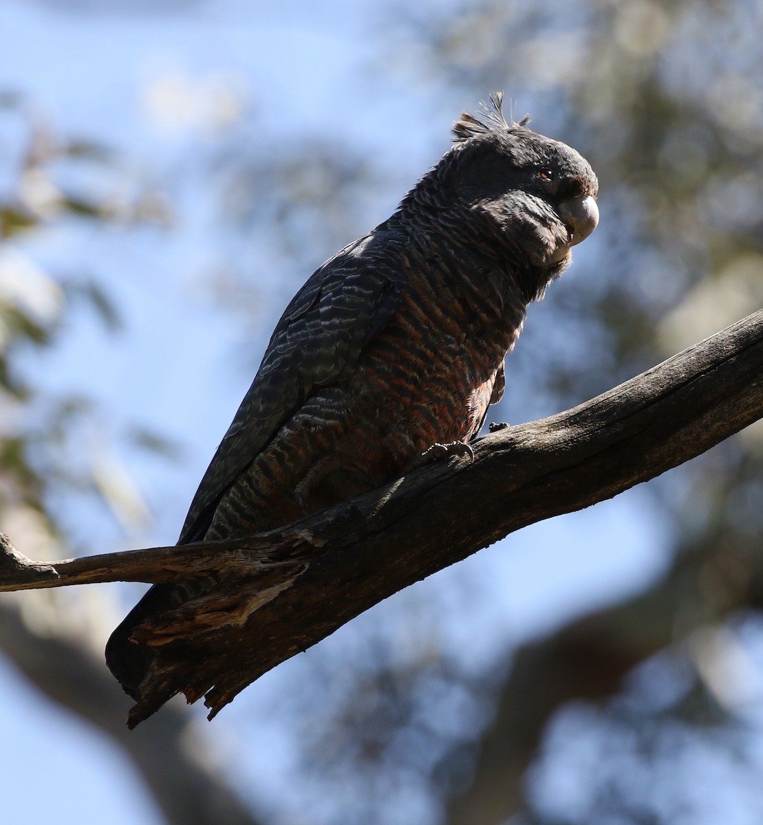 Gang-gang Cockatoo - ML268400371