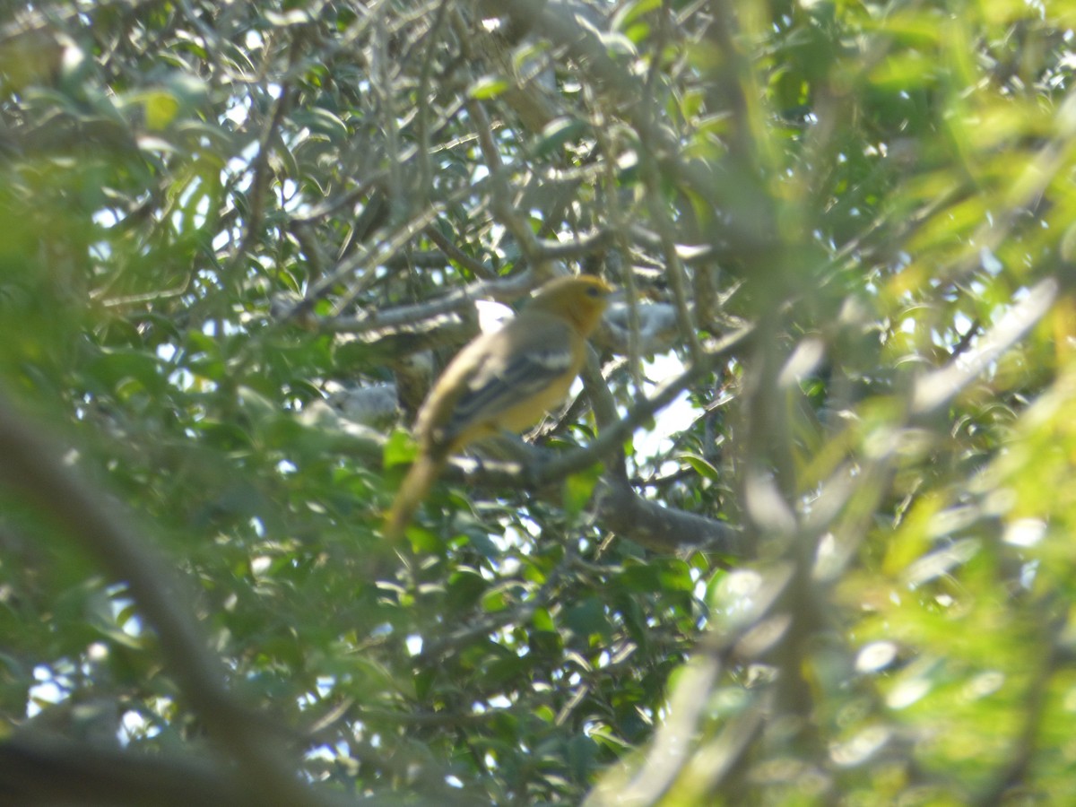 Hooded Oriole - ML268400681