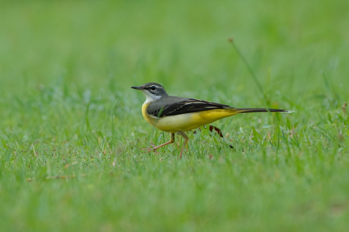 Gray Wagtail - Vatcharavee Sriprasertsil