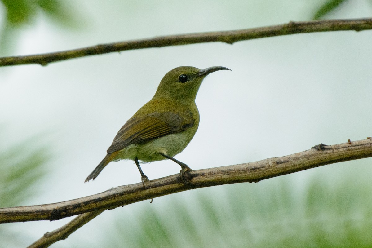 Crimson Sunbird - Vatcharavee Sriprasertsil