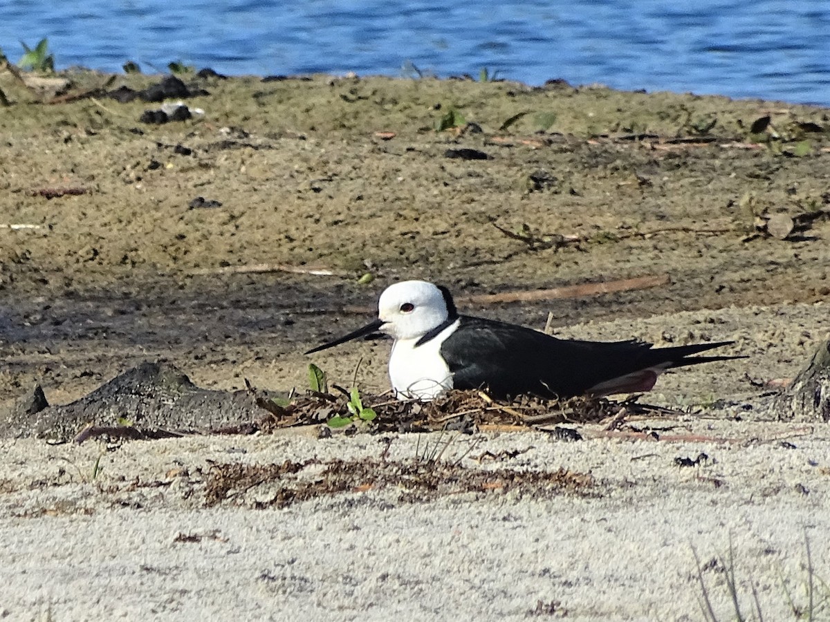 Pied Stilt - ML268400811