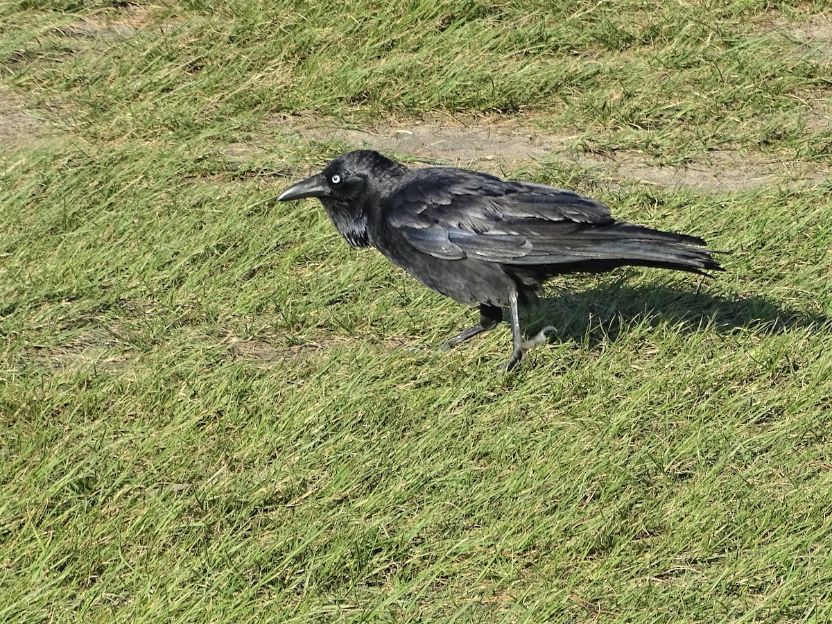 Australian Raven - ML268400971