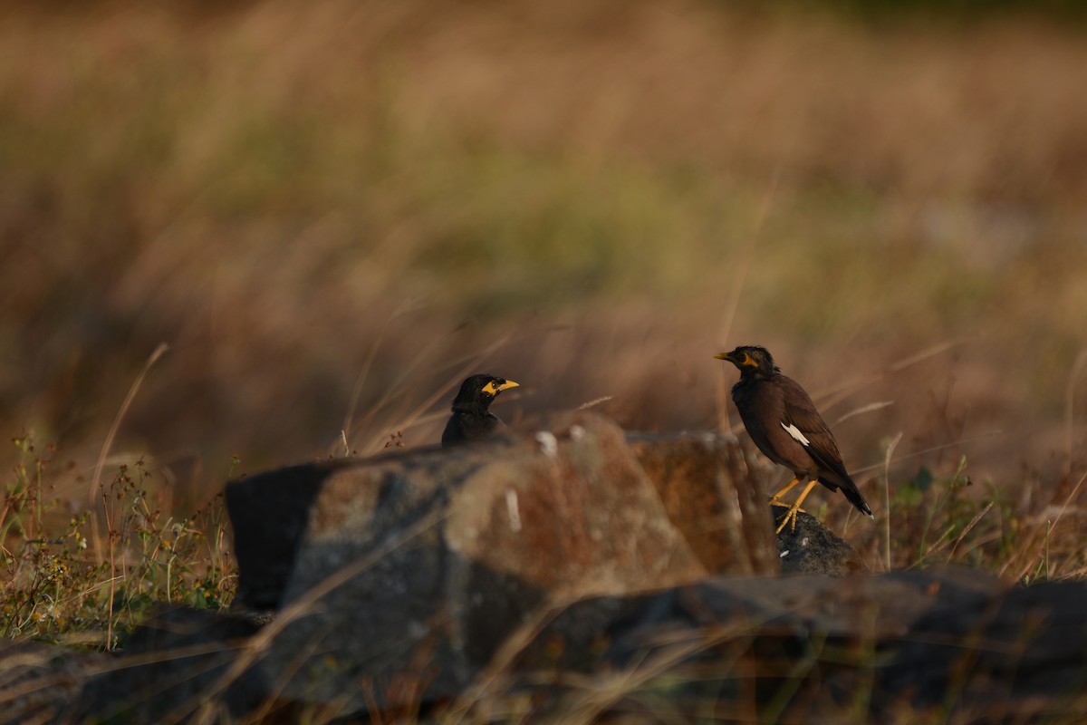 Common Myna - ML268403371