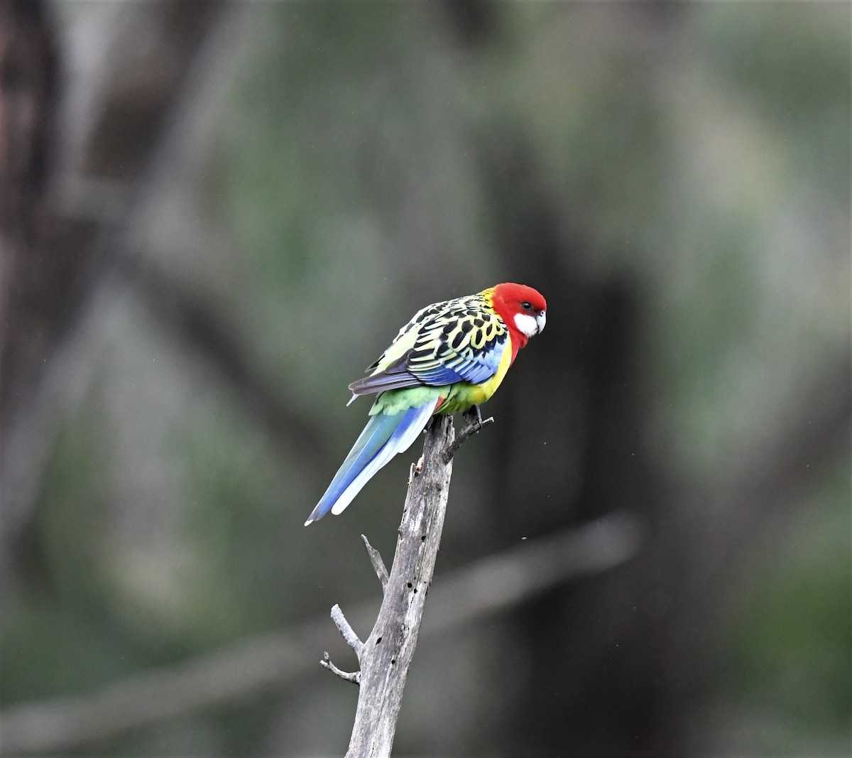 Eastern Rosella - ML268403651