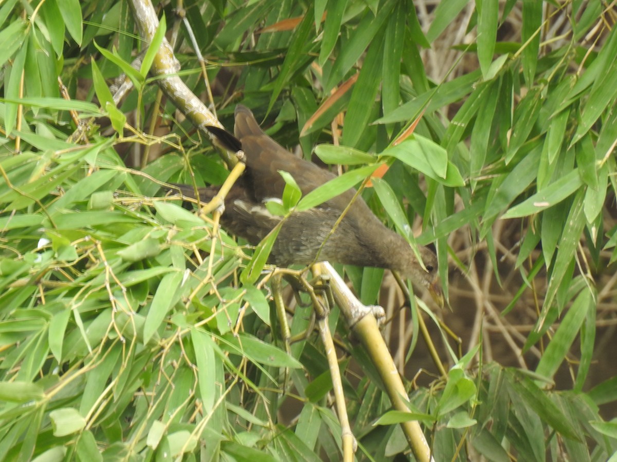 Eurasian Moorhen - KARTHIKEYAN R