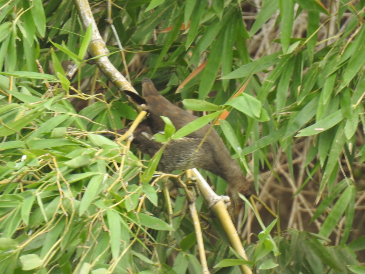 Eurasian Moorhen - KARTHIKEYAN R