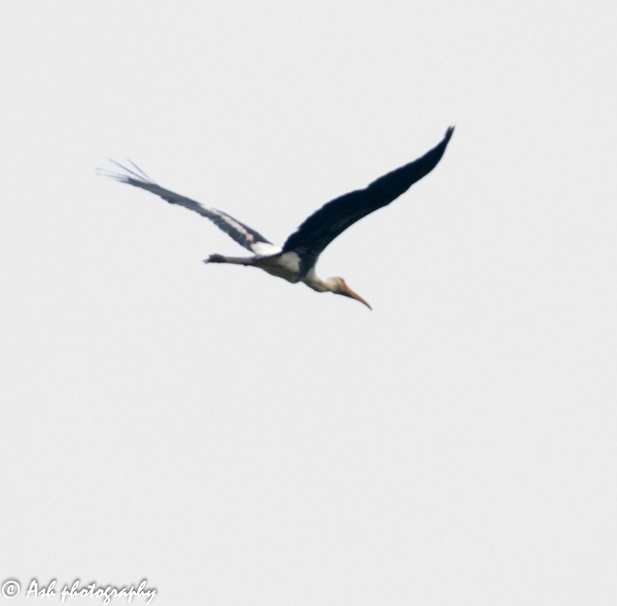 Painted Stork - ML268406351