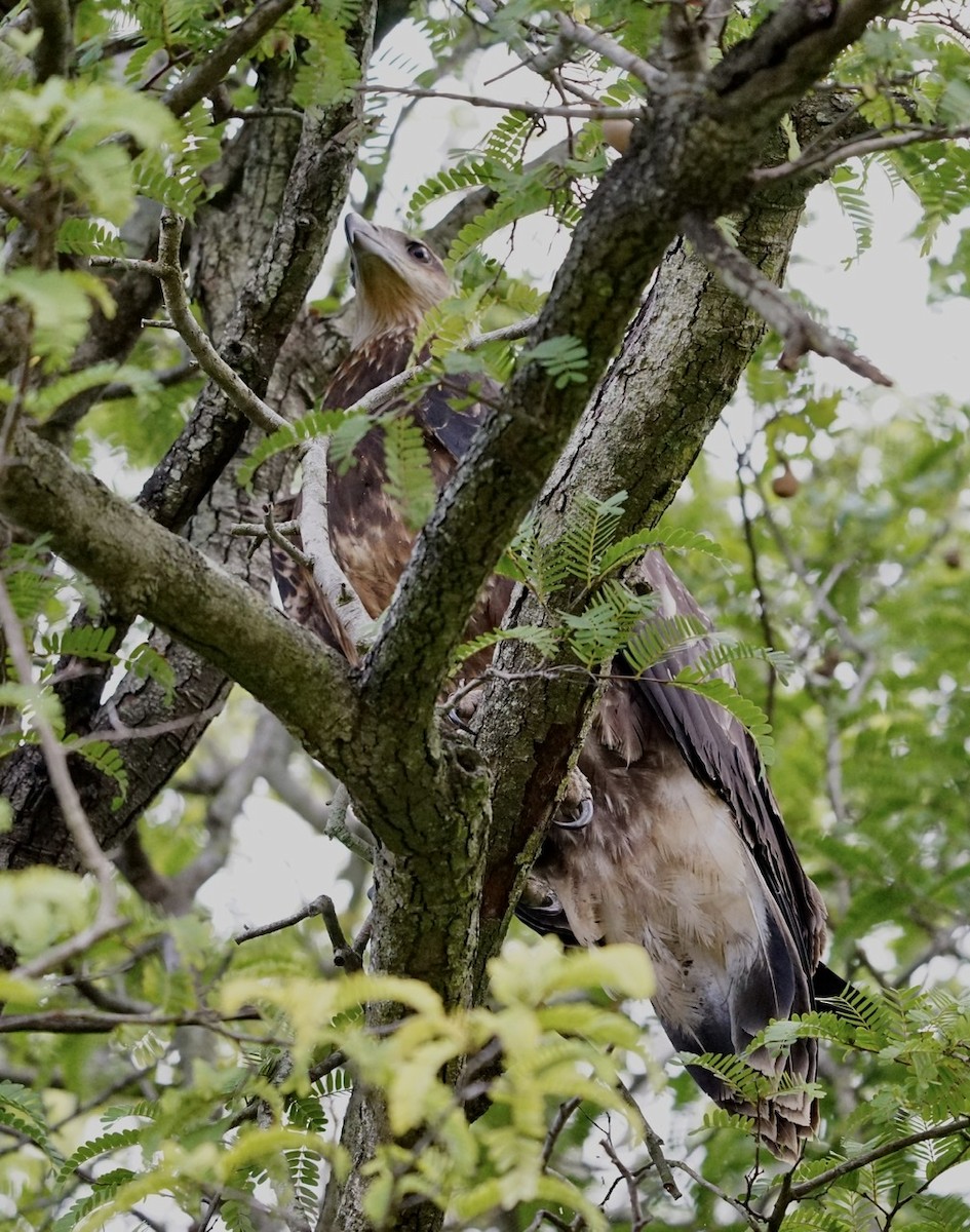 White-bellied Sea-Eagle - ML268407291