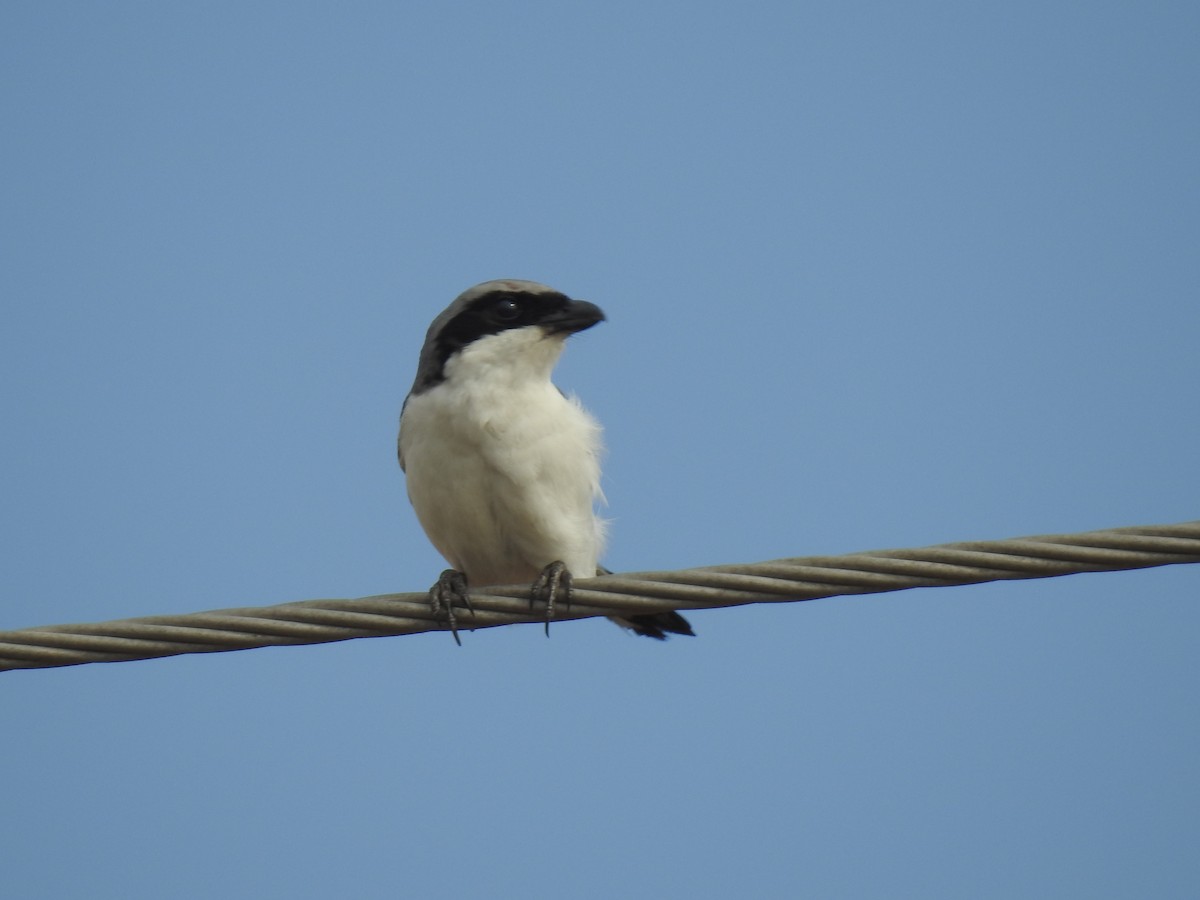 Great Gray Shrike - ML268410531