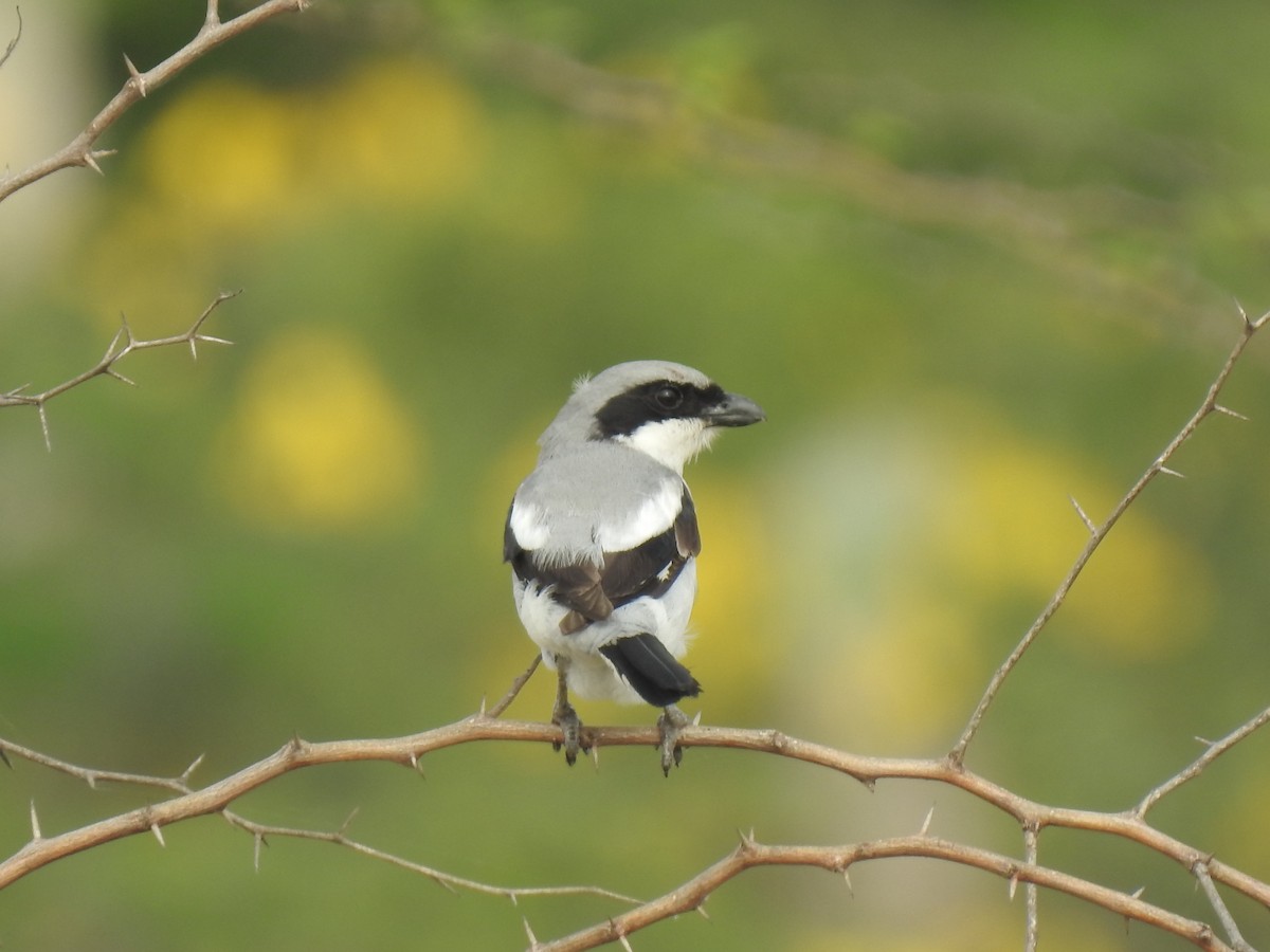 Great Gray Shrike - KARTHIKEYAN R