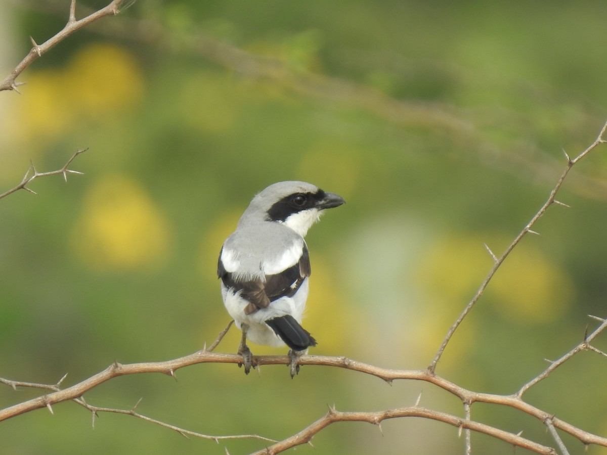 Great Gray Shrike - ML268411021