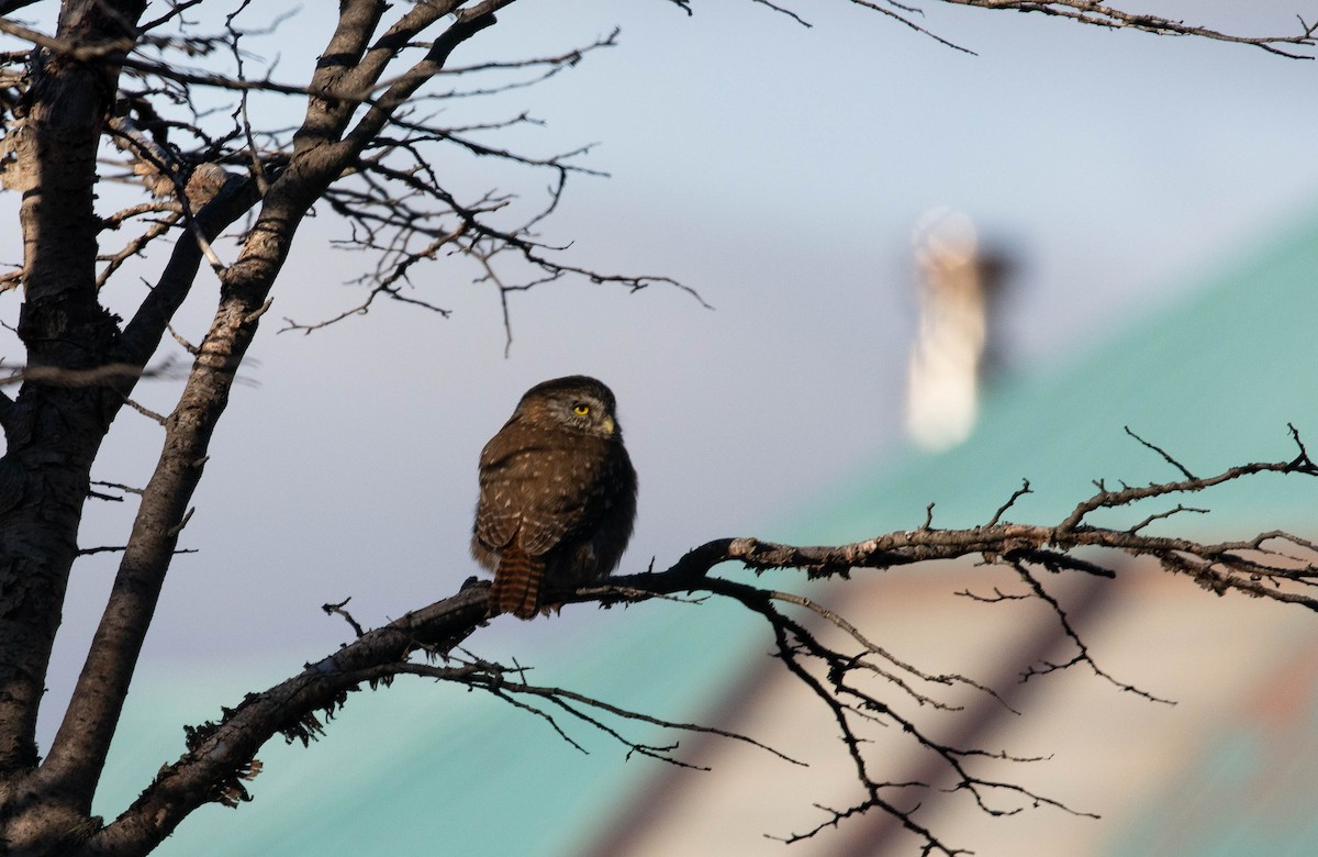 Austral Pygmy-Owl - ML268411731