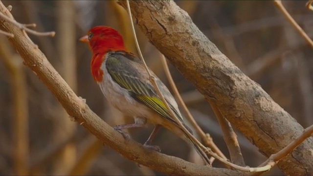 Red-headed Weaver - ML268412761