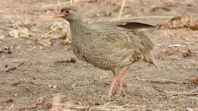 frankolín rudohrdlý (ssp. cranchii/harterti) - ML268413111