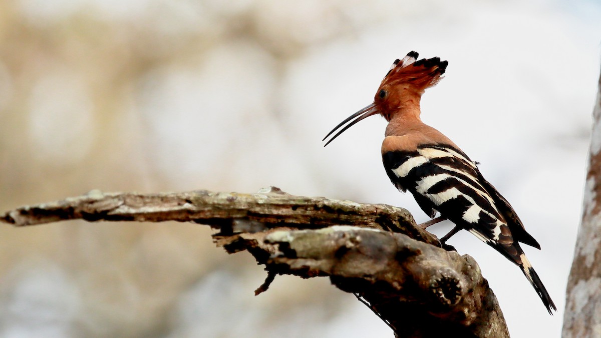 Eurasian Hoopoe - ML26841701