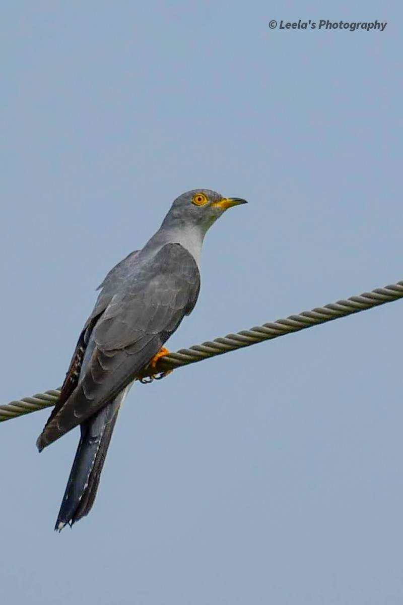 Common Cuckoo - ML268417561