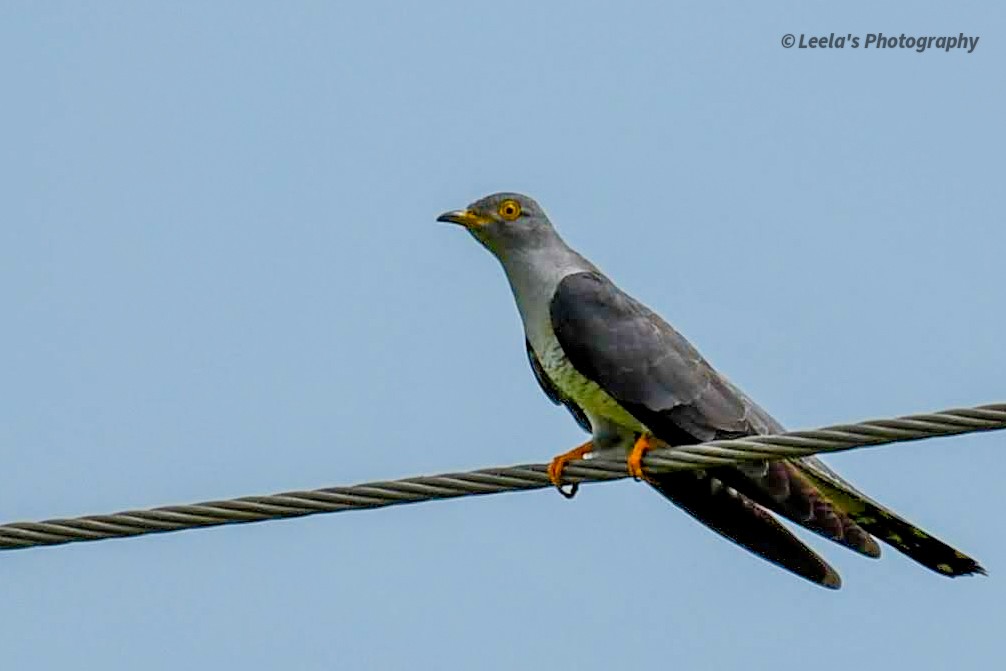 Common Cuckoo - ML268417571