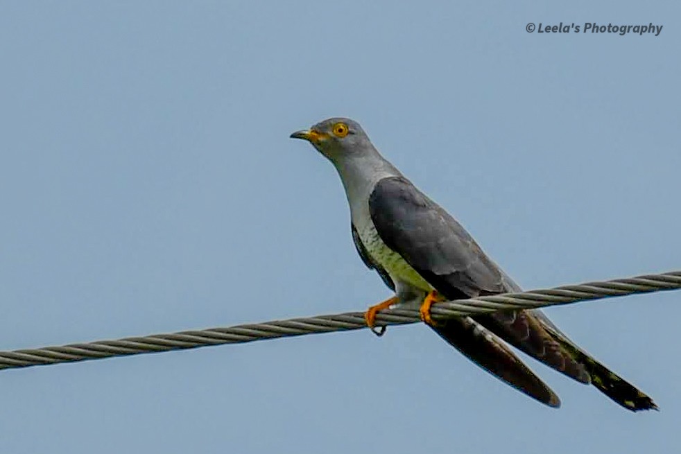 Common Cuckoo - ML268417581