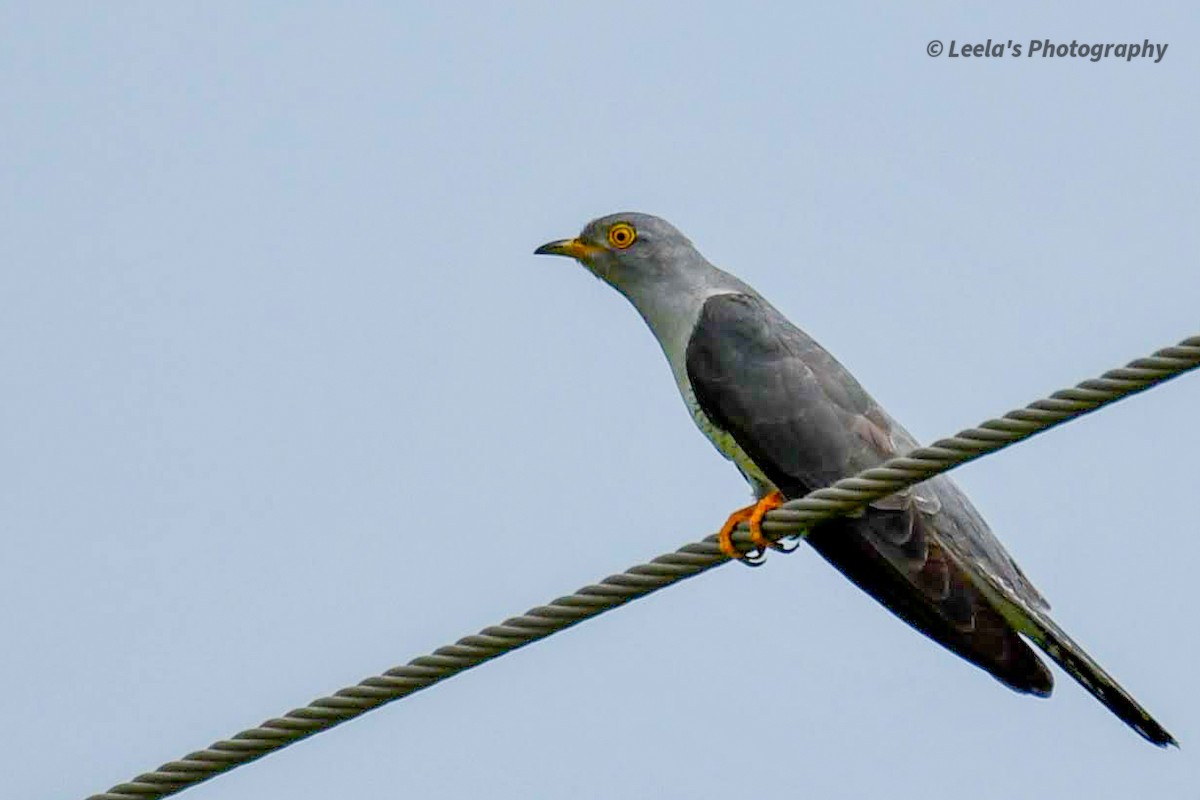 Common Cuckoo - ML268417591