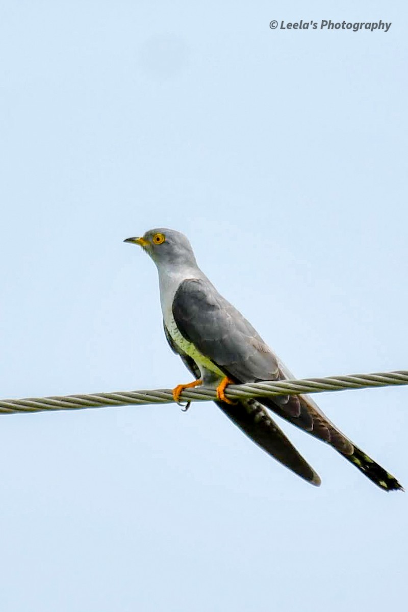 Common Cuckoo - ML268417601