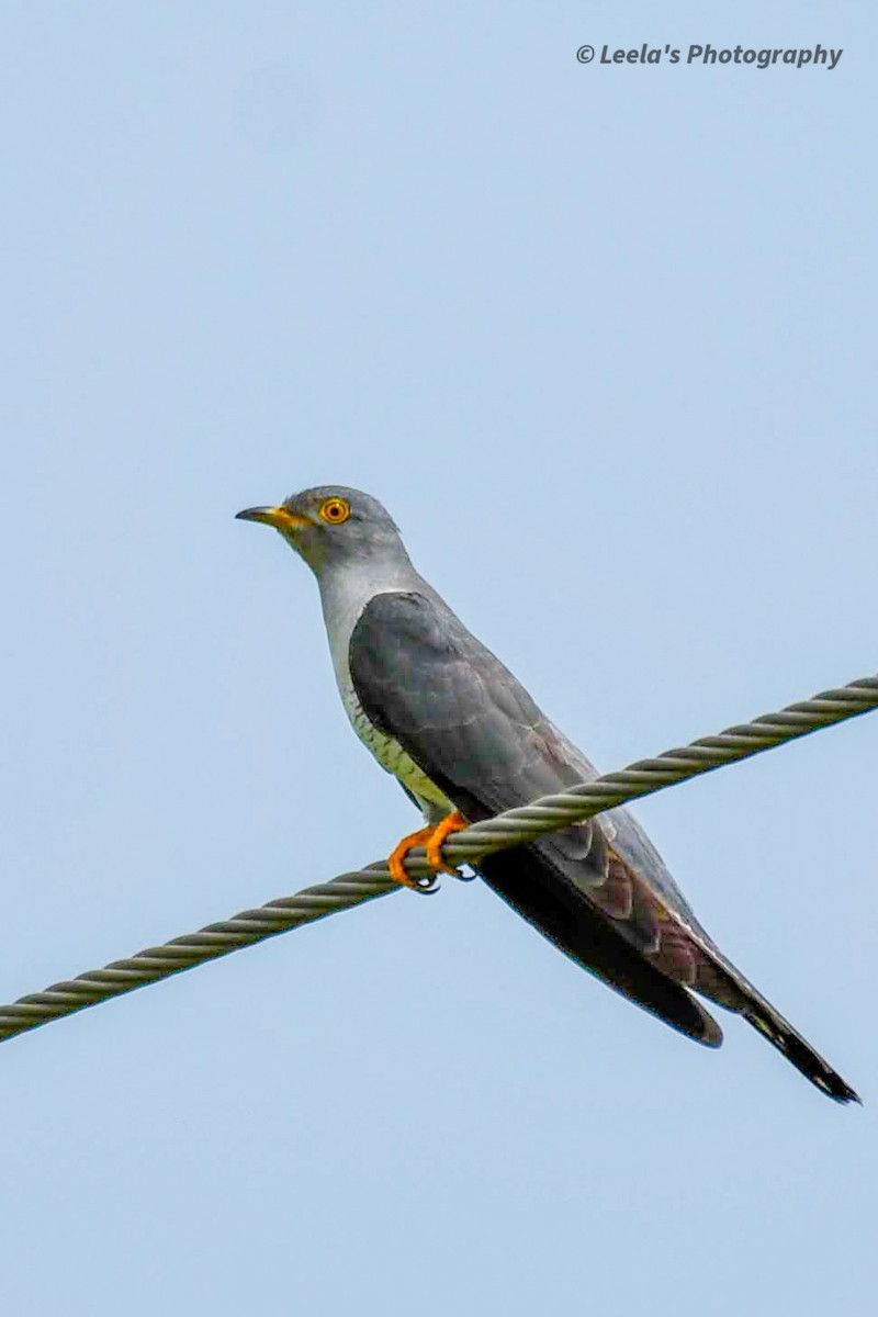 Common Cuckoo - ML268417611