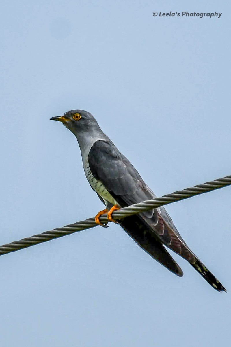 Common Cuckoo - ML268417621