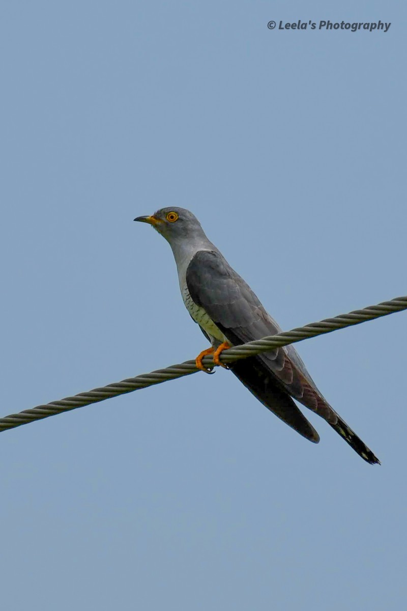 Common Cuckoo - ML268417641