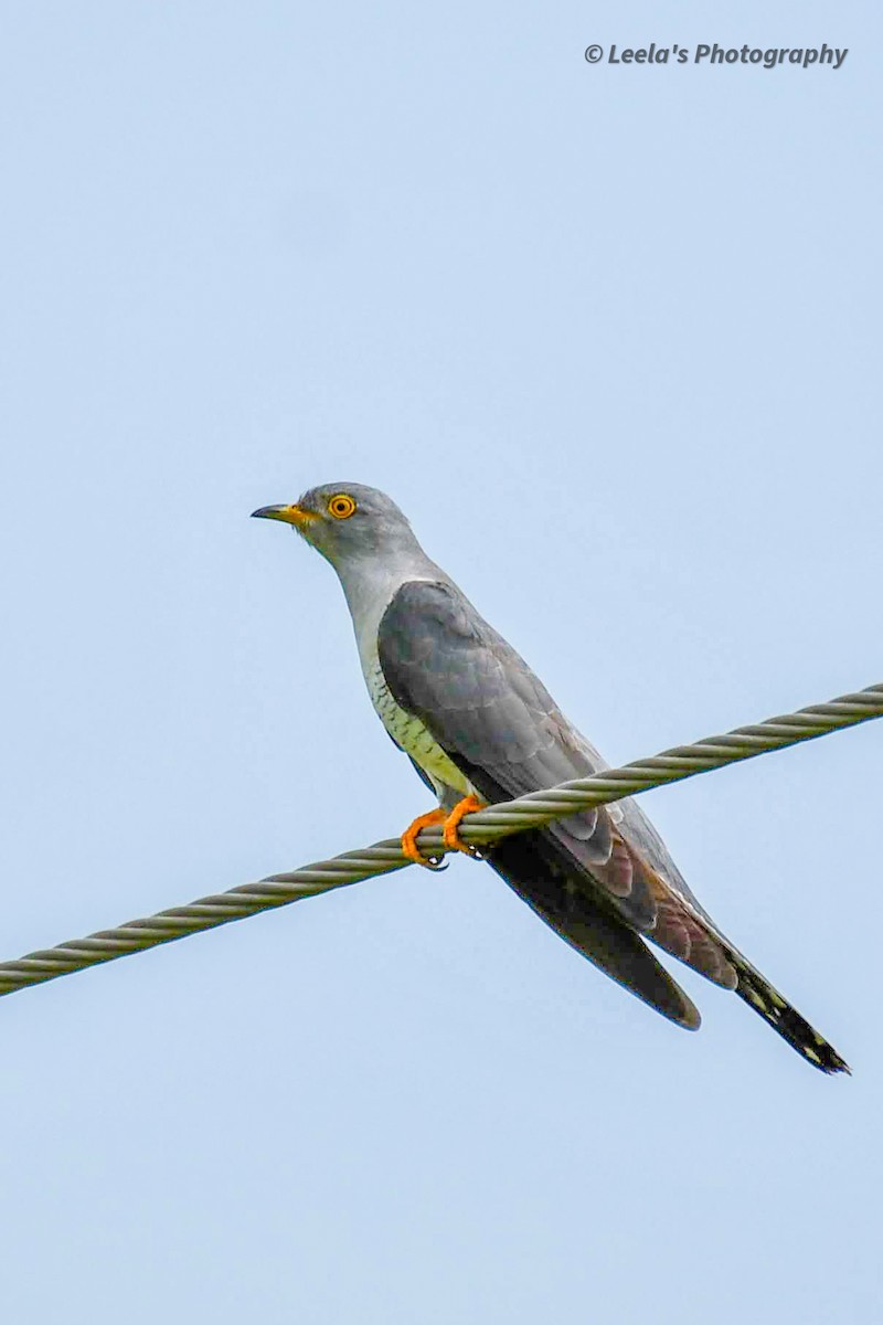 Common Cuckoo - ML268417651