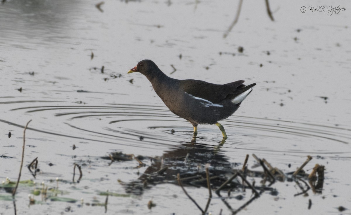 Gallinule poule-d'eau - ML268418181