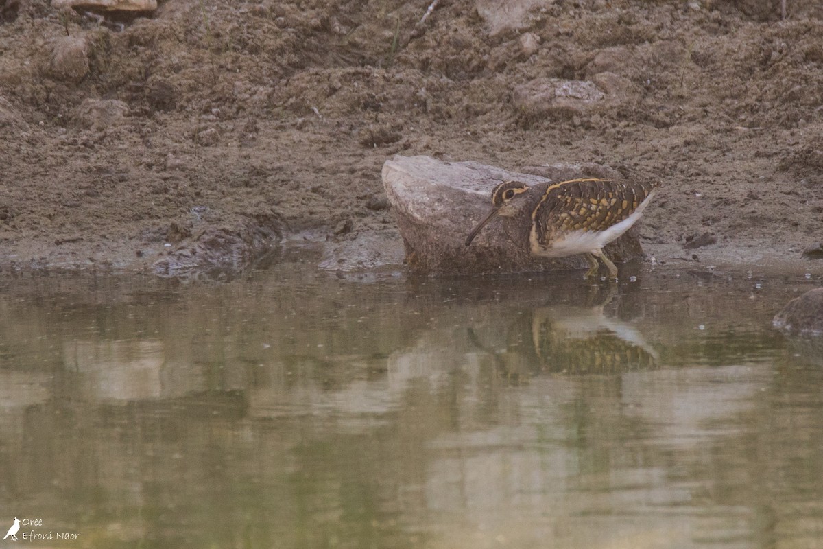 Greater Painted-Snipe - Oree Efroni Naor