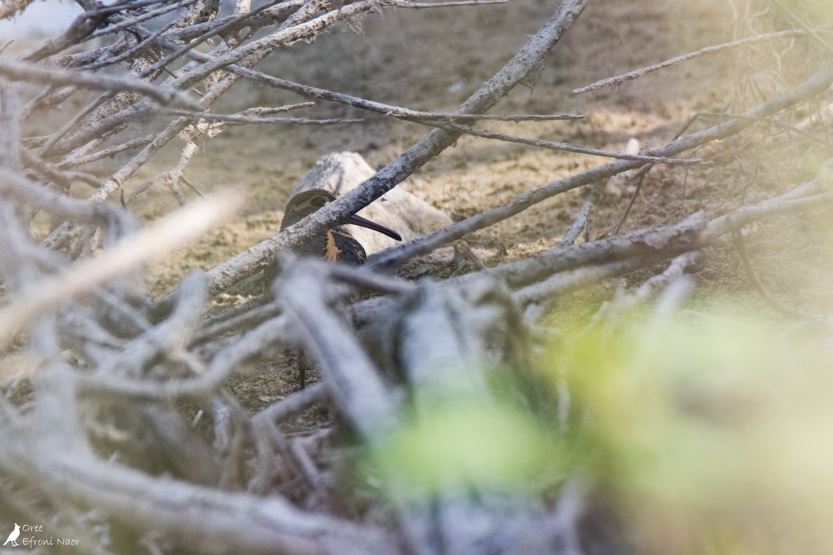 Greater Painted-Snipe - Oree Efroni Naor