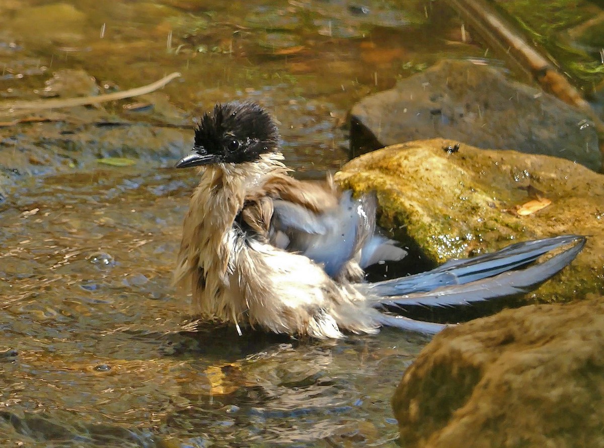 Iberian Magpie - ML268420271