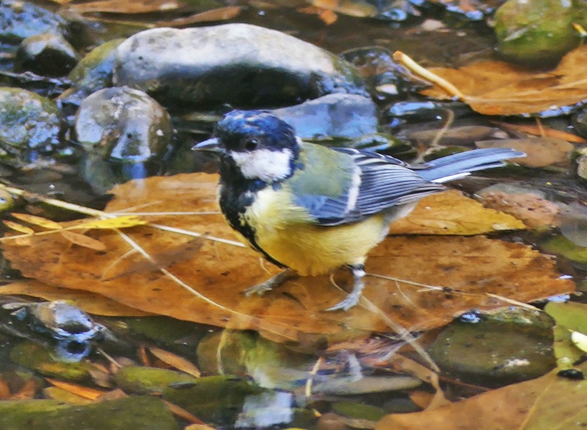 Great Tit - ML268420331