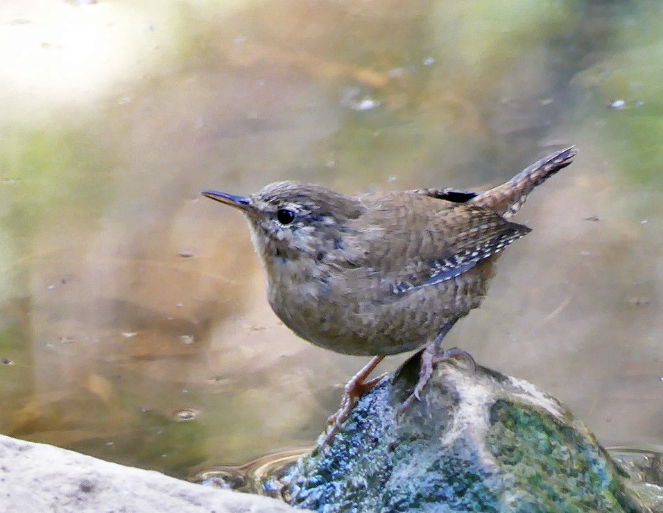 Eurasian Wren - ML268420531