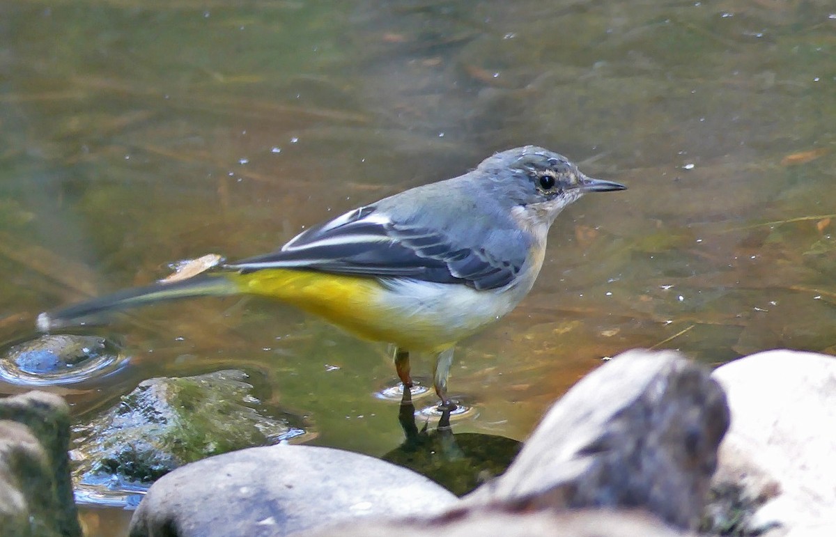 Gray Wagtail - ML268420621