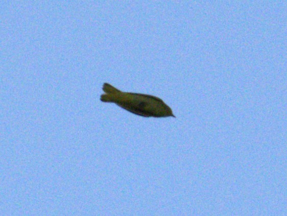 Yellow Warbler (Northern) - ML268420661